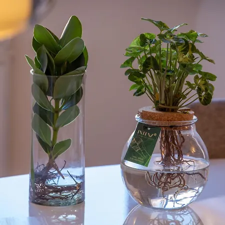 Daire Amelie Navona *